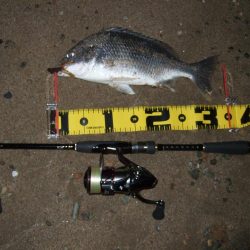 ２０１８ キビレ調査NO、１６