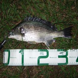 マイポイント活性高し