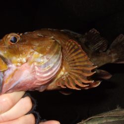 梅雨メバル釣行で豪華なゲストが登場
