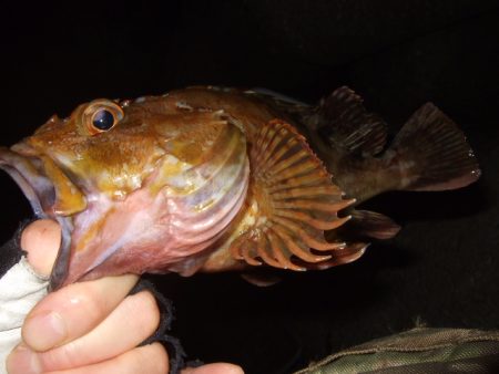 梅雨メバル釣行で豪華なゲストが登場