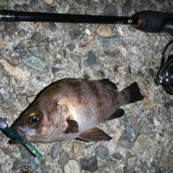 メバル狙ってシーバス