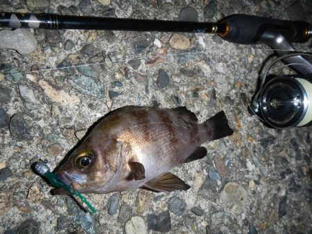 メバル狙ってシーバス