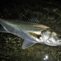 リバーシーバス