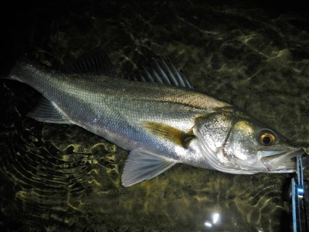 リバーシーバス