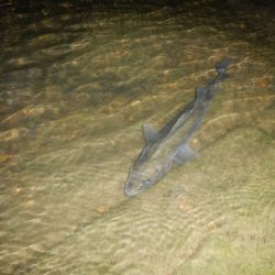 オートリリース