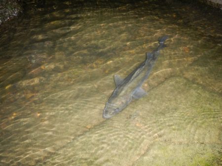 オートリリース