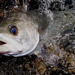甲子園浜　デイゲーム　４本