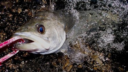 甲子園浜　デイゲーム　４本