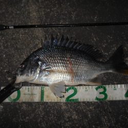 バチのサイズが小さくて苦戦…。