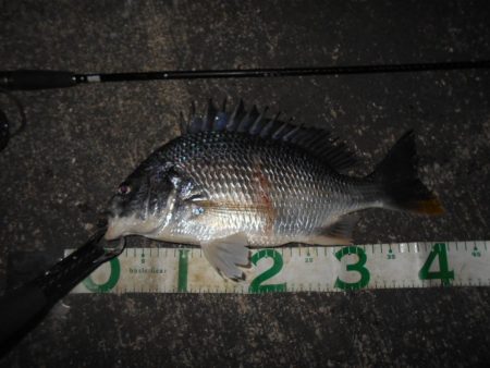 バチのサイズが小さくて苦戦…。