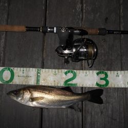 前半は表層 後半はテクトロで連発♪。