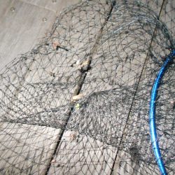 際をマメに探れば何とか釣れる…。