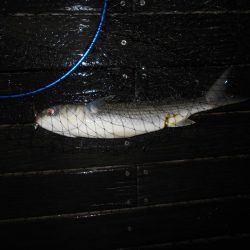 チビが多い…。