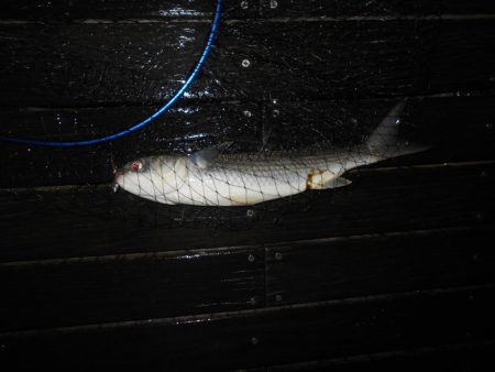 チビが多い…。