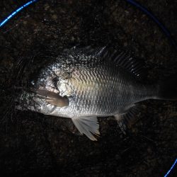 イレギュラーな動きに反応有り。