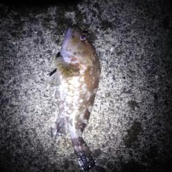 ロックフィッシュ