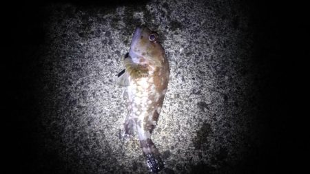 ロックフィッシュ