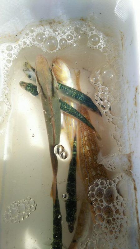 五目釣りに変更