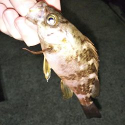 鳴門でライトゲーム