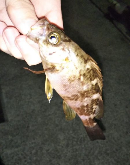 鳴門でライトゲーム