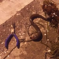 カレイリベンジ!