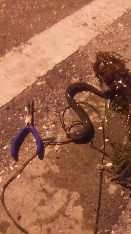 カレイリベンジ!