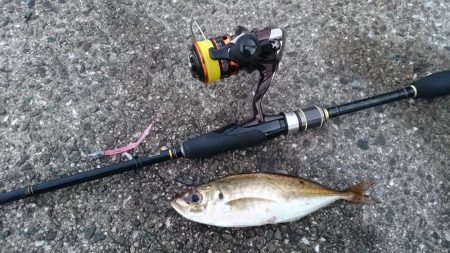 アジの地合い 短ッ、