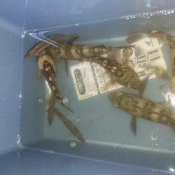 ３日連続アジング