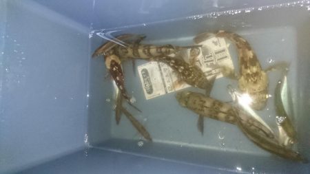 ３日連続アジング