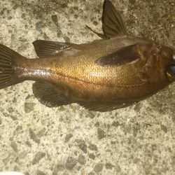 今日は少し肌寒い アジング