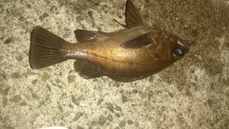 今日は少し肌寒い アジング