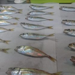 風強い～アジングは厳しい