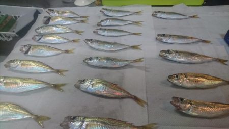 風強い～アジングは厳しい