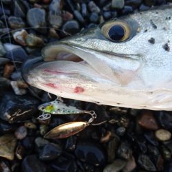 サーフでイカとシーバス