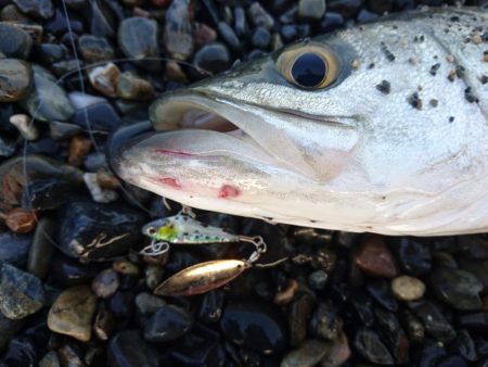 サーフでイカとシーバス