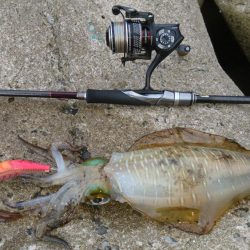 出張でエギング