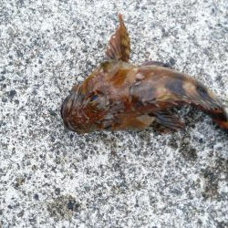 青物狙いでしたが・・・＞＜