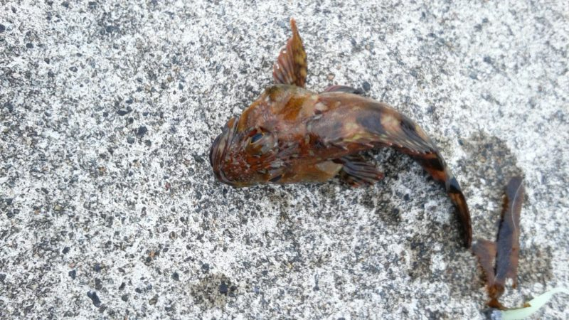 青物狙いでしたが・・・＞＜