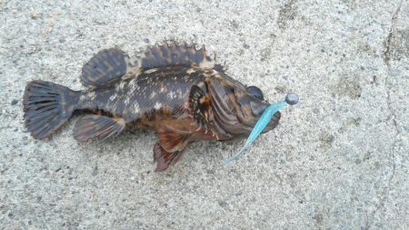 今年初キジハタ