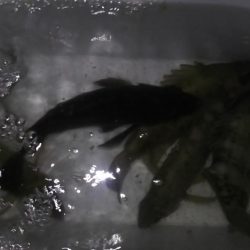 波紋メバリング！