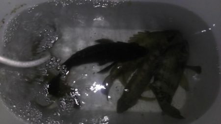 波紋メバリング！