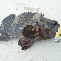 色々つれました