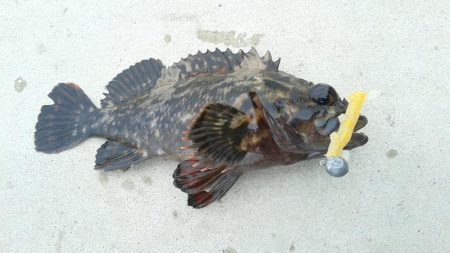 色々つれました