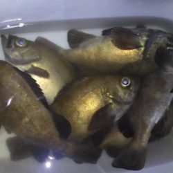 梅雨メバル好釣