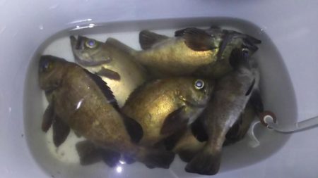 梅雨メバル好釣