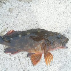 尺には届きませんでした