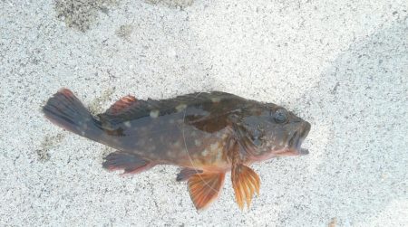 尺には届きませんでした