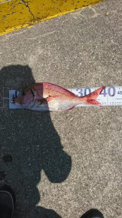 青物ねらいからの真鯛