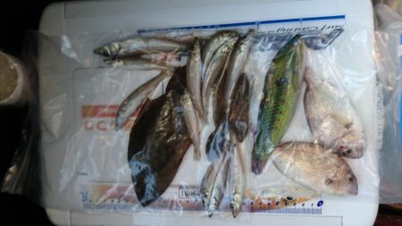 五目釣り、キス釣り