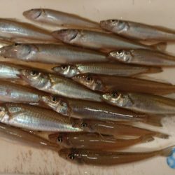 ダイワキスマスターズに重なり